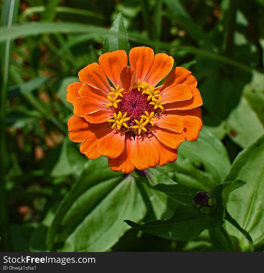 Flower, Plant, Flora, Annual Plant