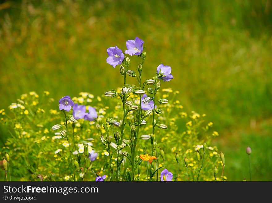 Flower, Flora, Wildflower, Meadow