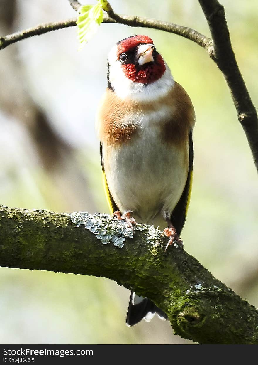 Bird, Finch, Beak, Fauna