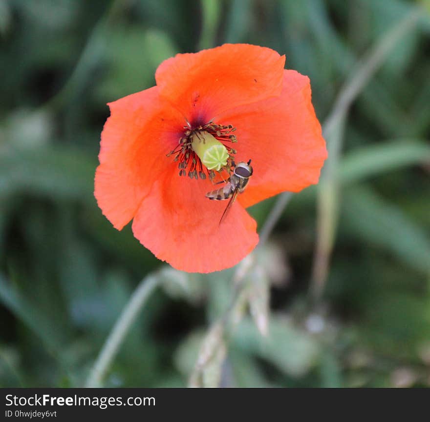 Flower, Wildflower, Poppy, Poppy Family