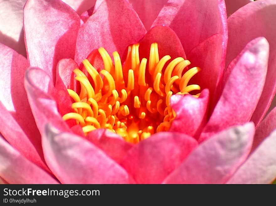 Flower, Pink, Yellow, Flora