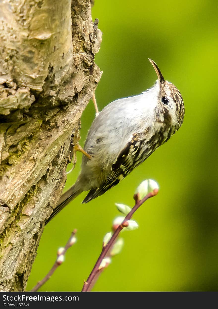 Bird, Fauna, Beak, Wildlife