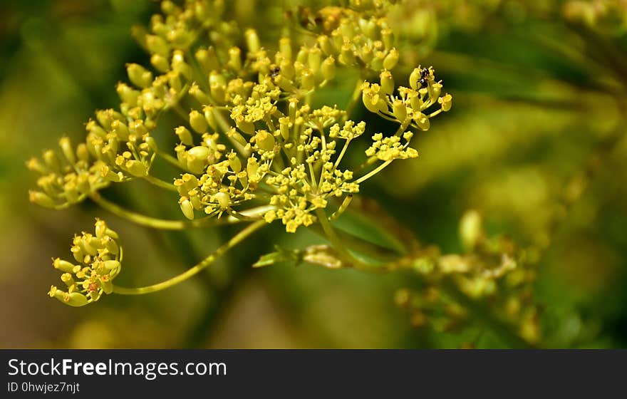 Flora, Plant, Subshrub, Parsley Family