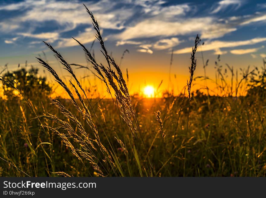 Sky, Ecosystem, Field, Grass