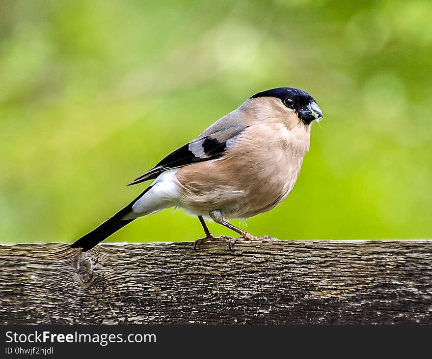 Bird, Fauna, Beak, Finch