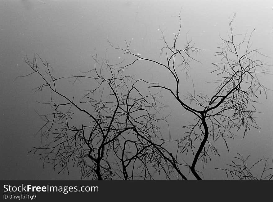 Branch, Tree, Black, Black And White