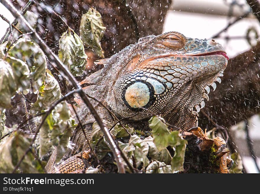 Iguana, Reptile, Scaled Reptile, Iguania