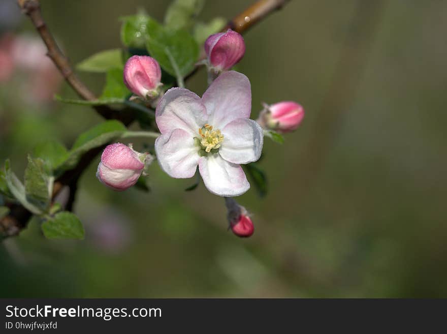 Blossom, Branch, Spring, Twig