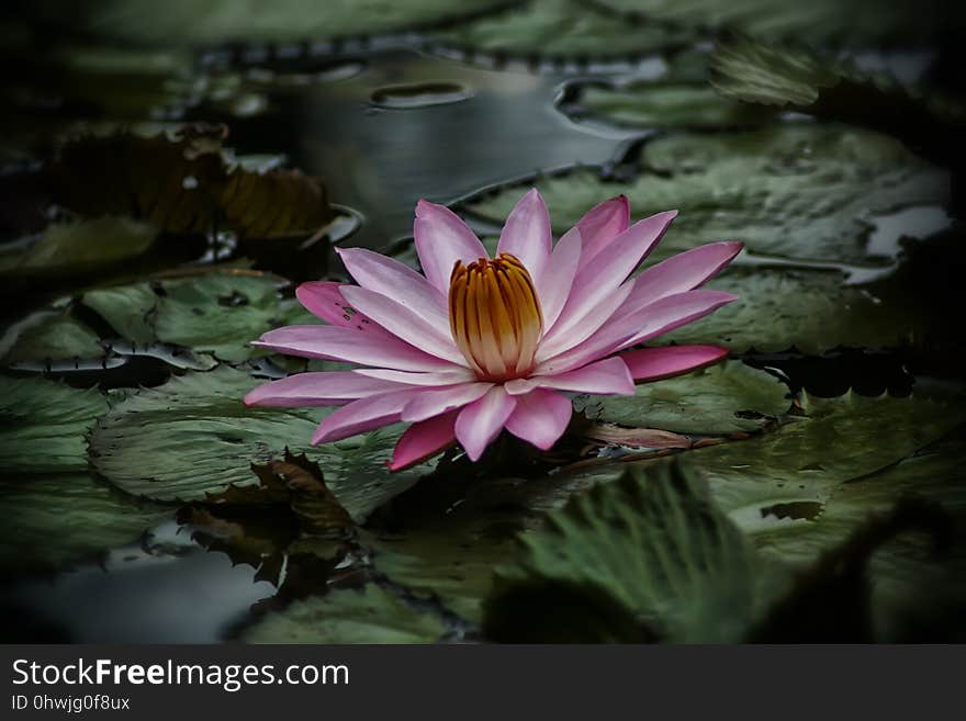 Flower, Flora, Water, Plant