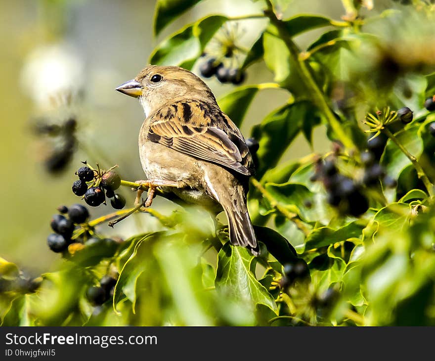 Bird, Beak, Fauna, Wildlife