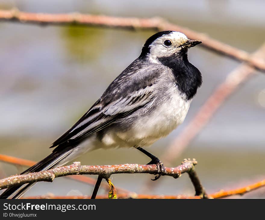 Bird, Fauna, Beak, Finch