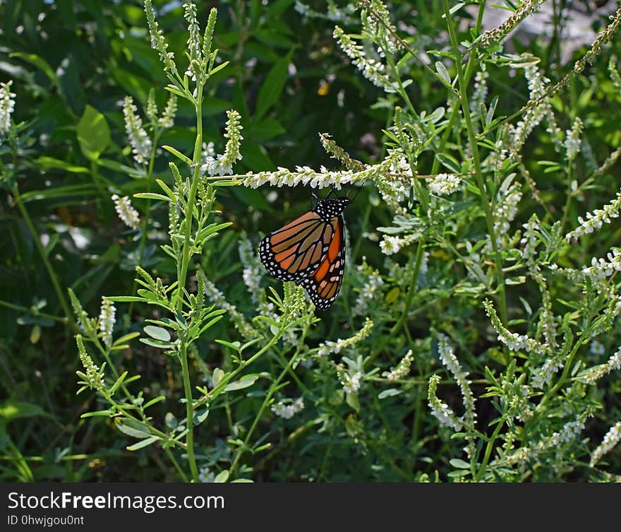 Butterfly, Moths And Butterflies, Brush Footed Butterfly, Insect