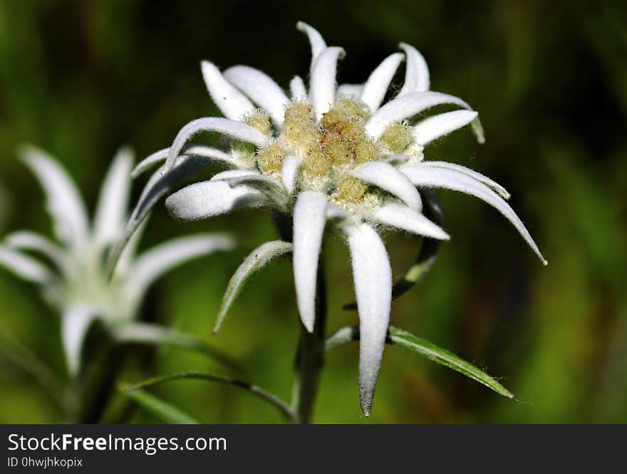 Flower, Edelweiss, Plant, Flora