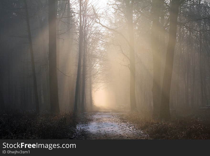 Fog, Forest, Mist, Atmosphere