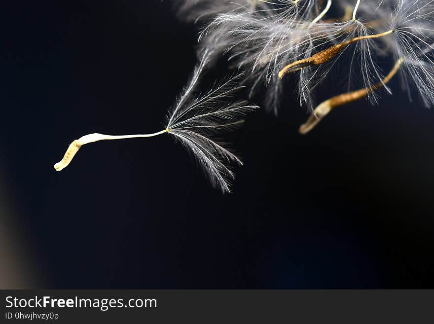 Close Up, Feather, Membrane Winged Insect, Insect