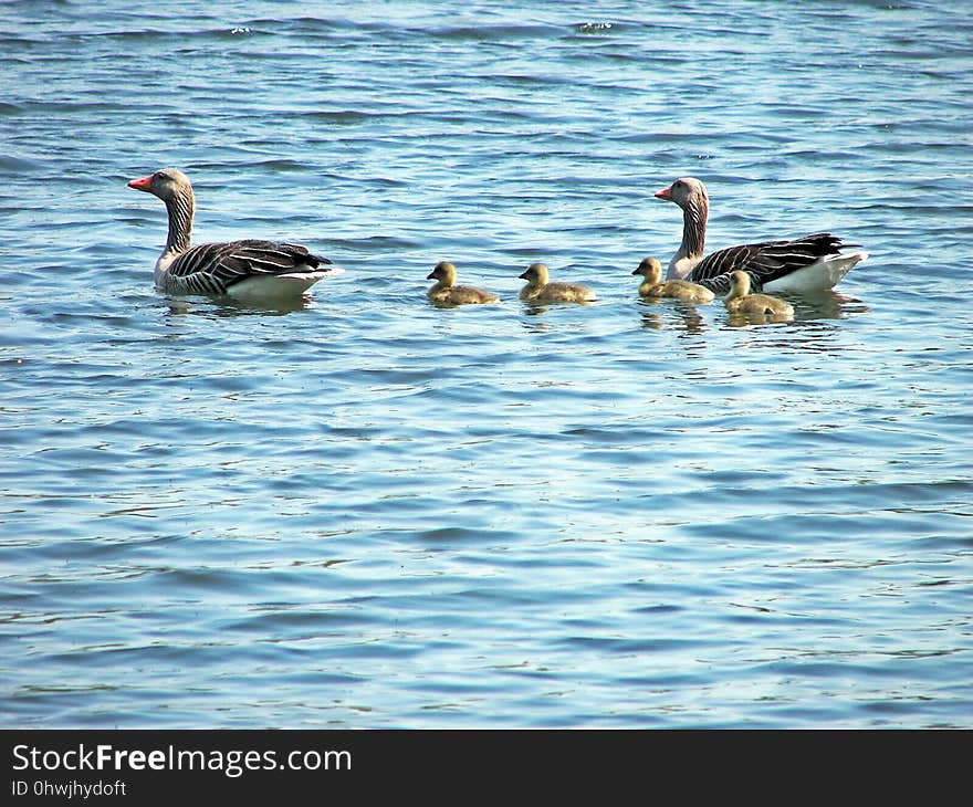 Bird, Duck, Water Bird, Water