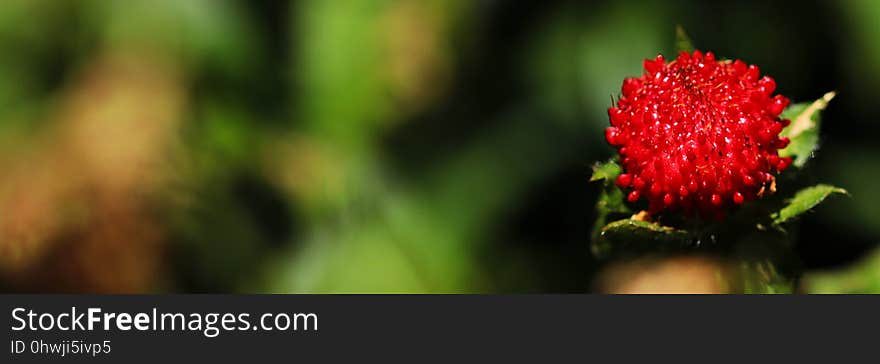 Vegetation, Close Up, Bud, Plant Stem