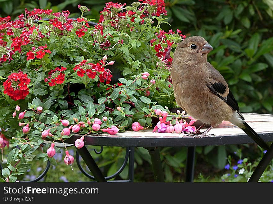 Bird, Fauna, Flora, Plant