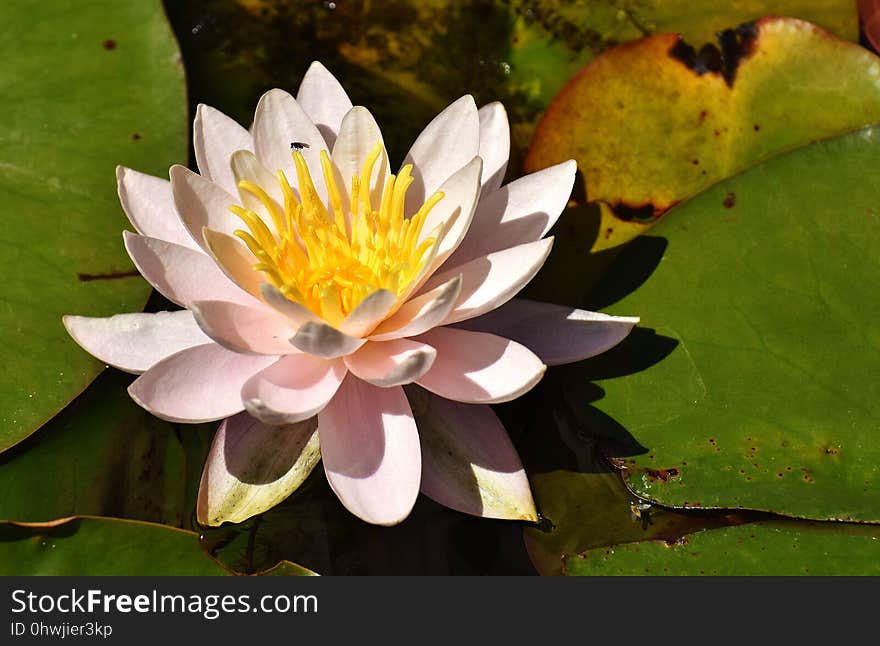 Flower, Flora, Yellow, Aquatic Plant