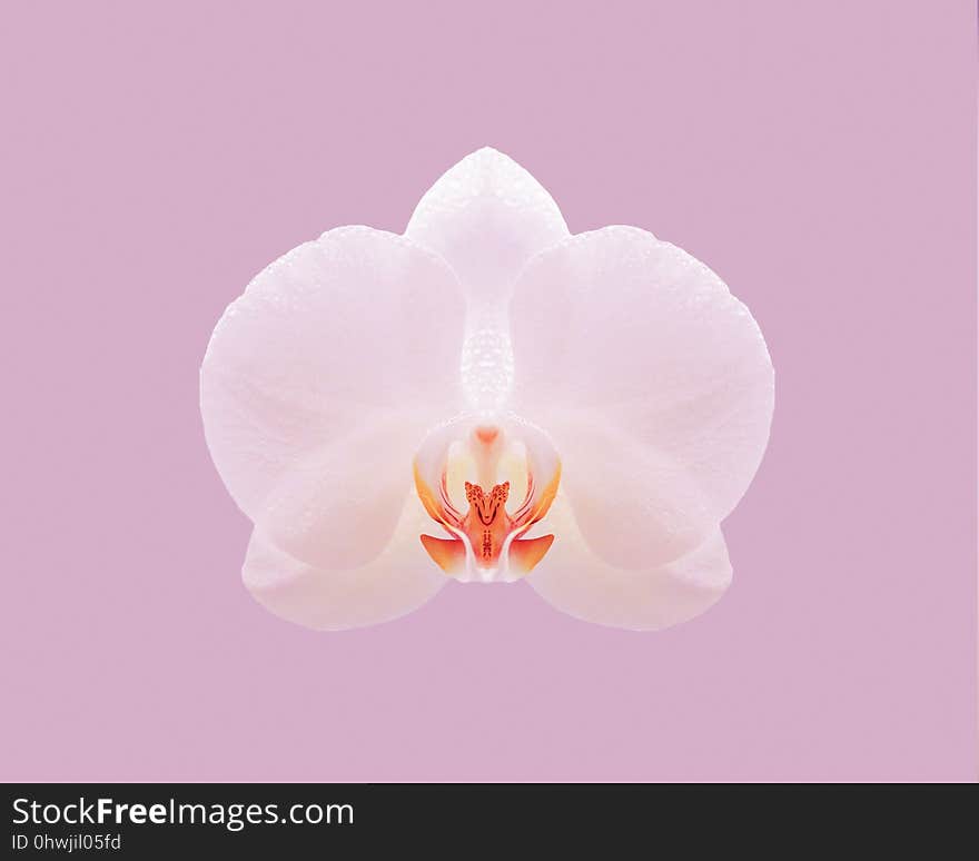 Flower, Pink, Flowering Plant, Moth Orchid