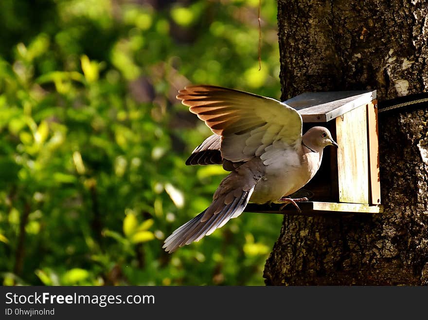 Bird, Fauna, Beak, Wildlife