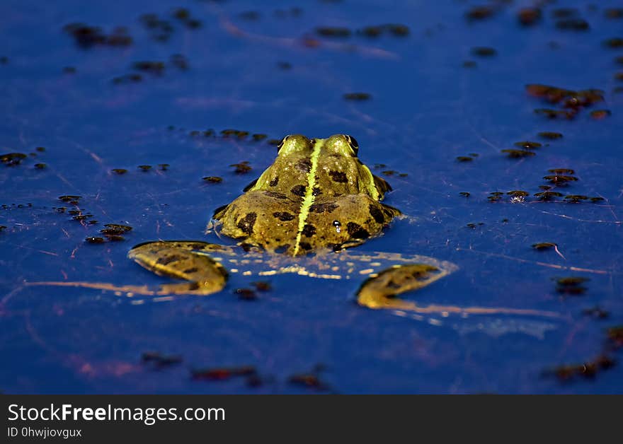 Water, Reflection, Yellow, Leaf