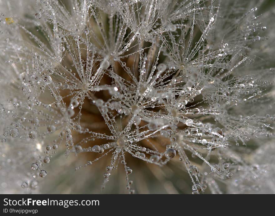 Water, Close Up, Macro Photography, Flora