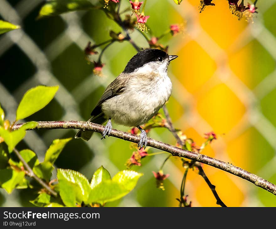 Bird, Fauna, Beak, Branch