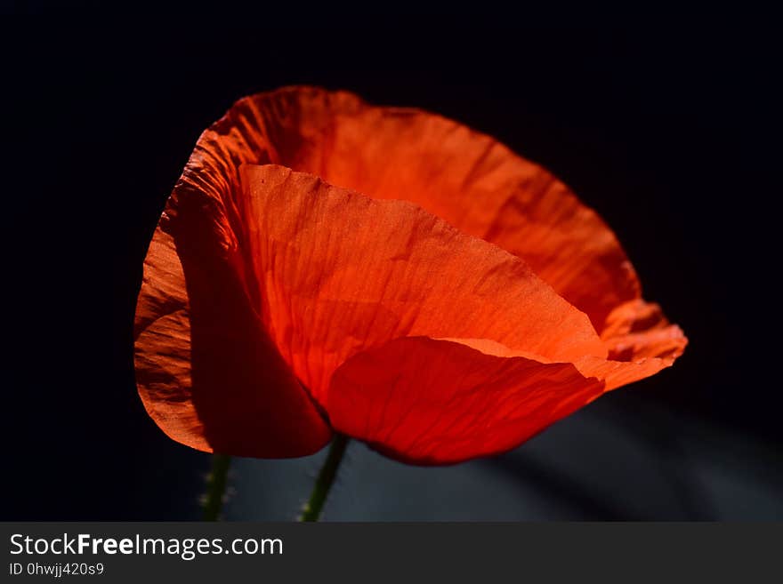 Flower, Red, Orange, Poppy