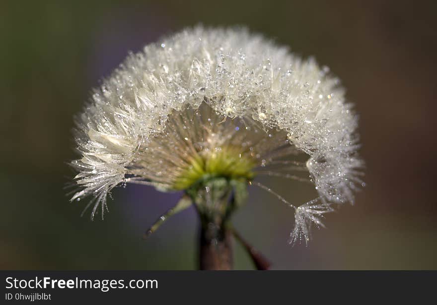 Flora, Flower, Dandelion, Close Up