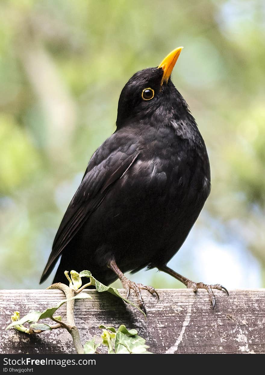 Bird, Blackbird, Beak, Fauna