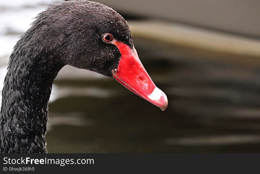 Beak, Black Swan, Water Bird, Bird