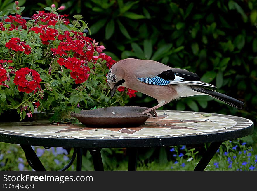 Bird, Fauna, Flora, Beak