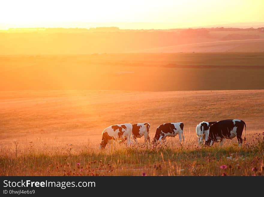 Grassland, Ecosystem, Grazing, Herd