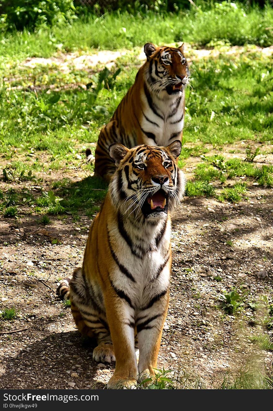 Tiger, Wildlife, Mammal, Terrestrial Animal