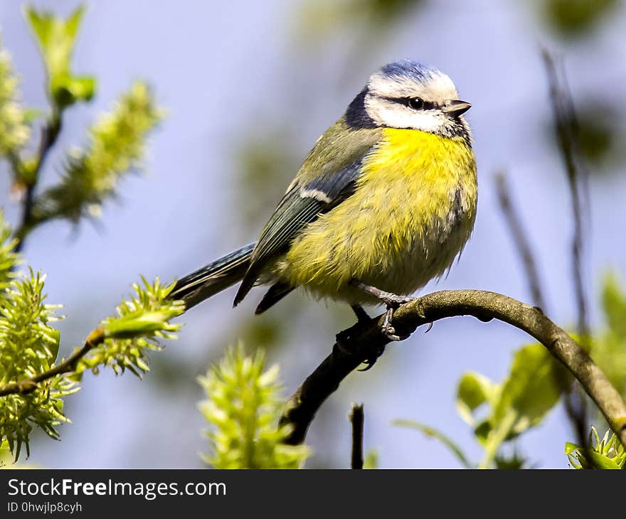 Bird, Fauna, Beak, Wildlife