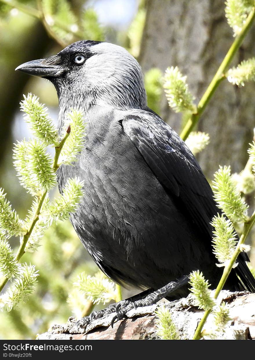 Bird, Fauna, Beak, Feather