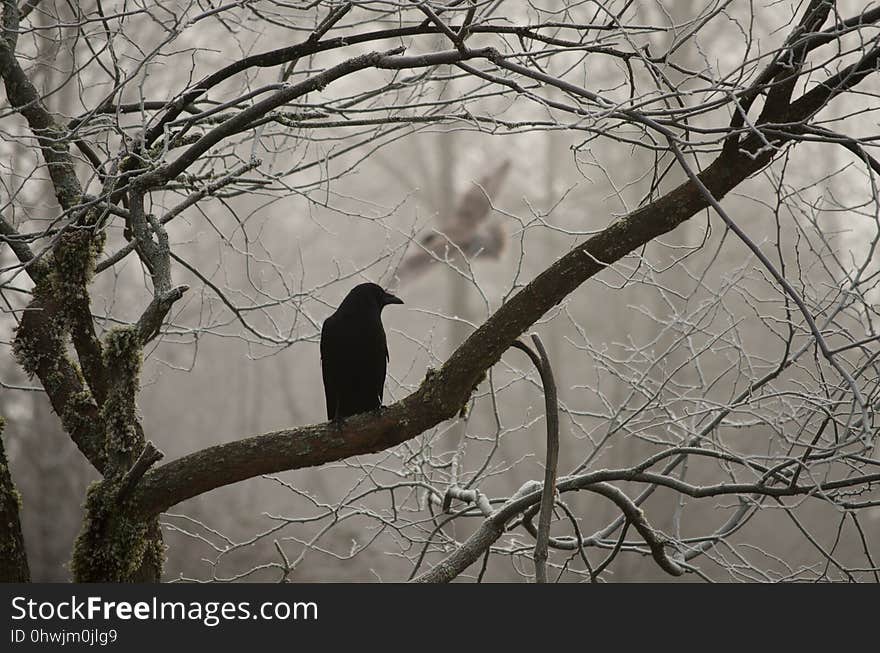 Branch, Tree, Fauna, Bird