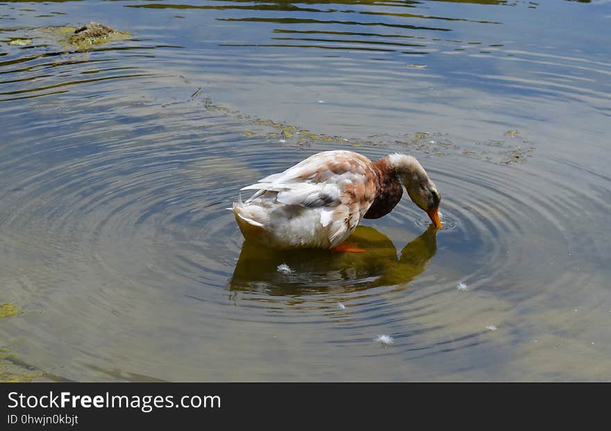 Duck, Water, Fauna, Water Bird