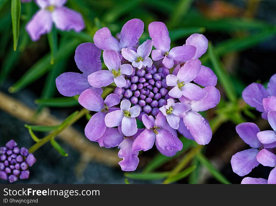 Flower, Flora, Lilac, Purple