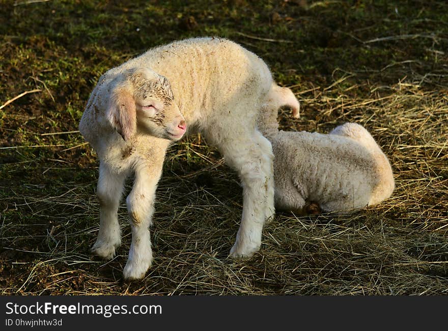 Sheep, Grass, Fauna, Pasture