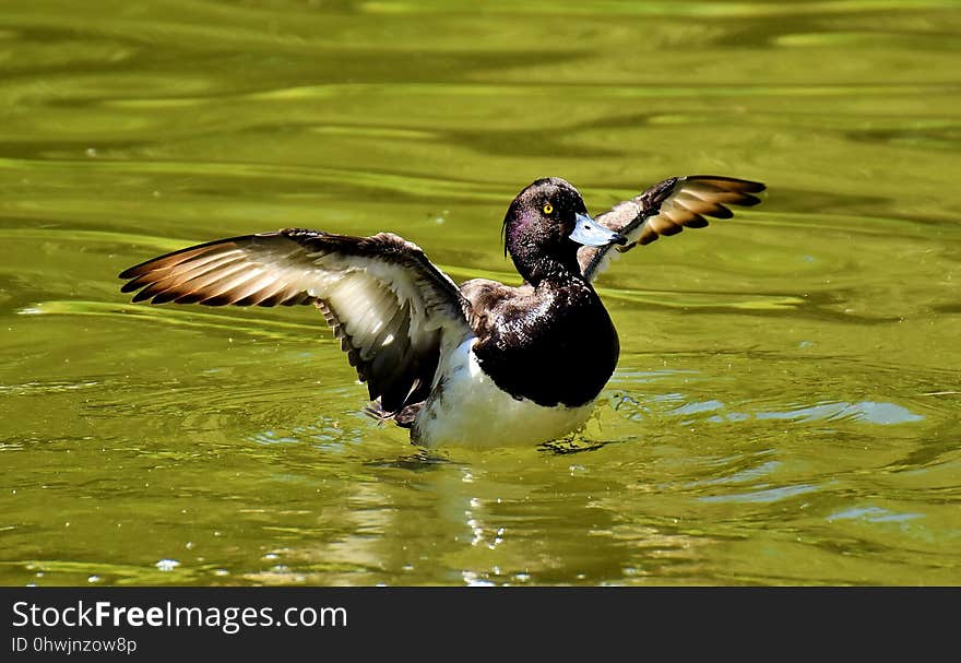 Bird, Duck, Water, Fauna