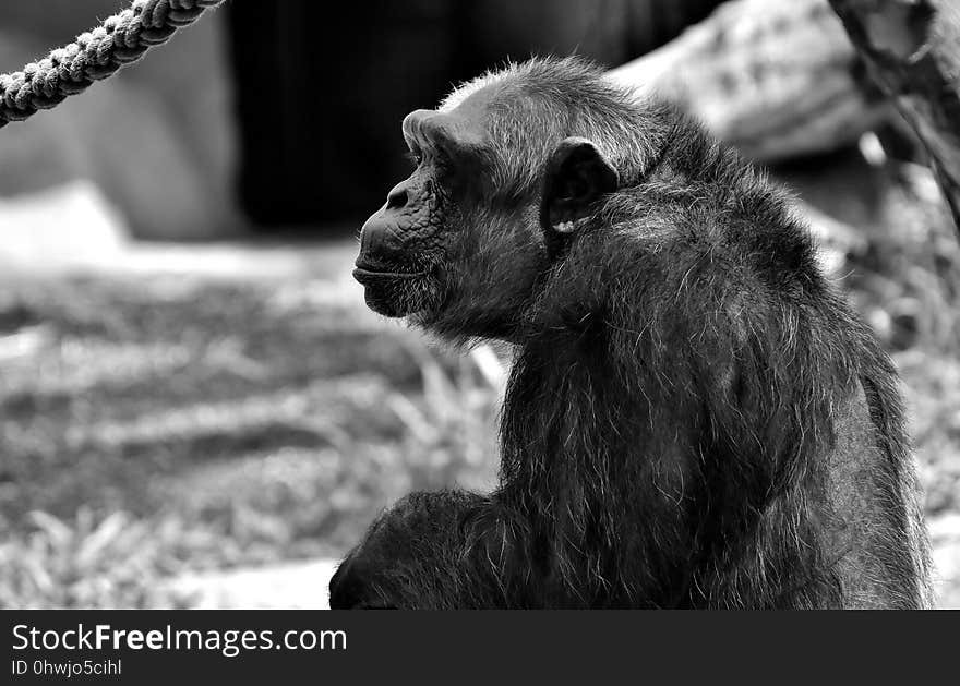 Black, Black And White, Fauna, Mammal