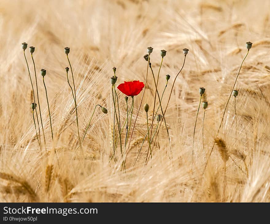 Ecosystem, Flower, Field, Grass Family