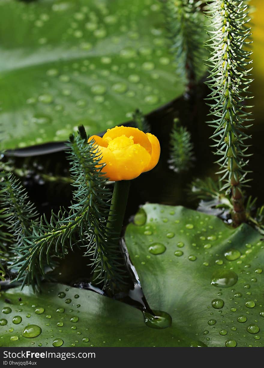 Vegetation, Plant, Flora, Flower