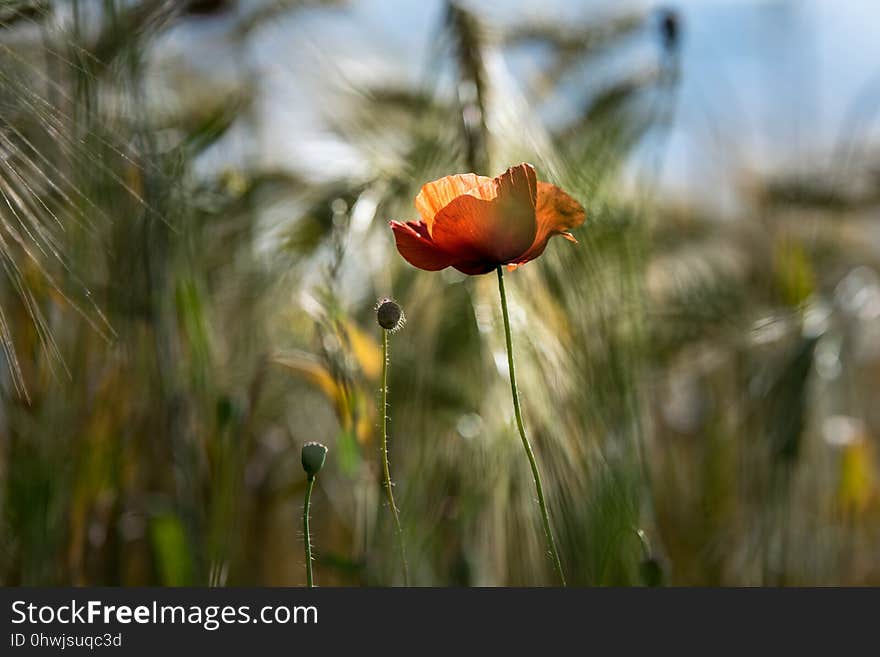 Wildflower, Flower, Vegetation, Spring