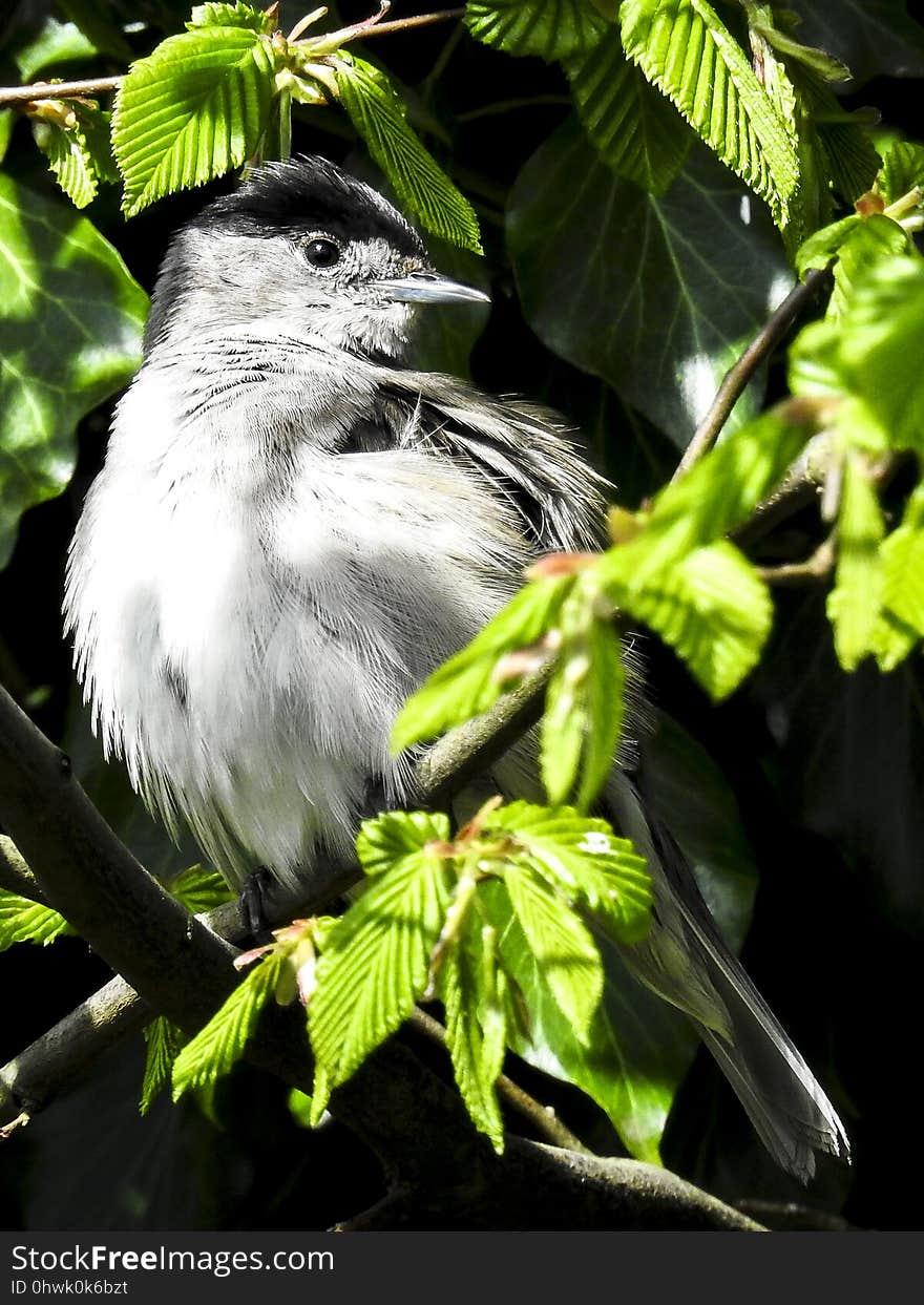 Bird, Beak, Fauna, Leaf