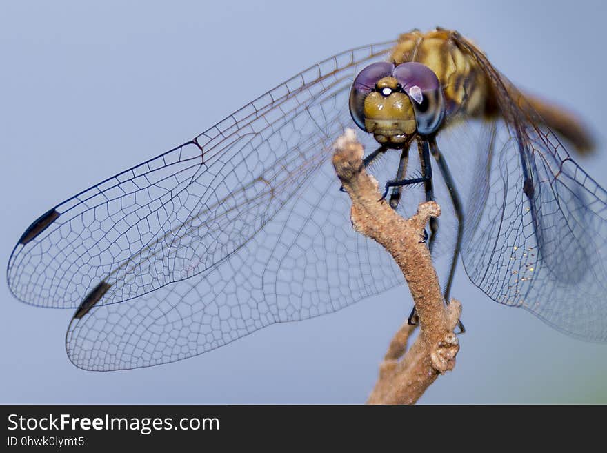 Insect, Invertebrate, Dragonfly, Macro Photography