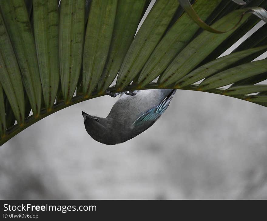 Leaf, Bird, Fauna, Plant