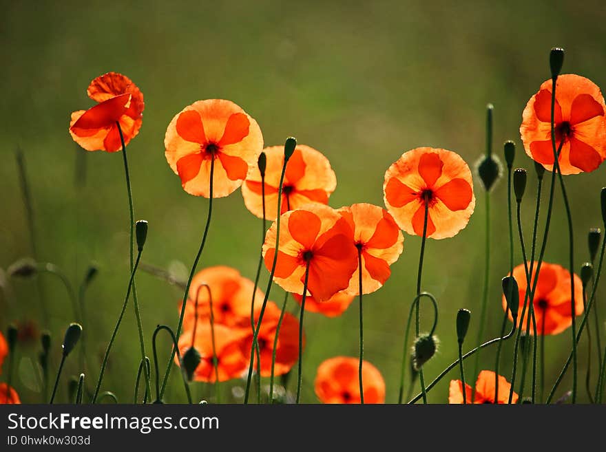 Flower, Wildflower, Poppy, Flora